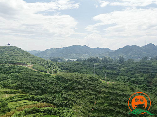 黔陽瞐黔陽黃桃產業園9