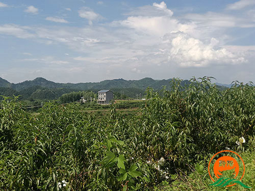黔陽瞐黔陽黃桃產業園11
