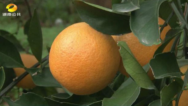 洪江市禹甜科技有限公司,農產品的批發零售